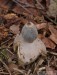 hvězdovka smrková (Houby), Geastrum quadrifidum (Fungi)